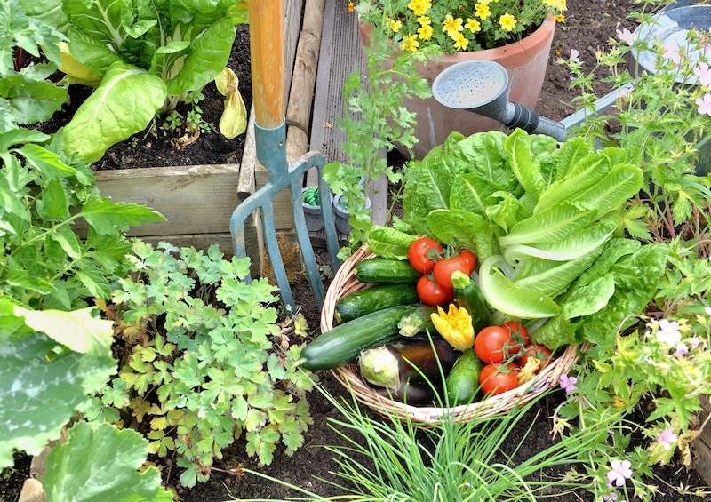St A veggie garden